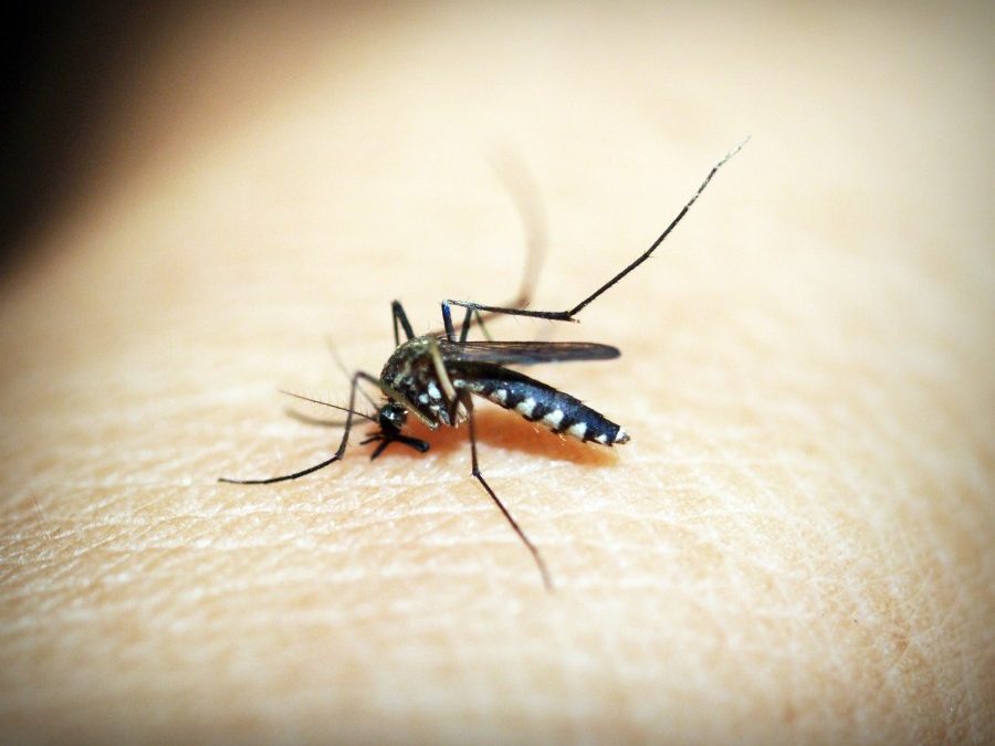Dengue During Rains: Causes, Symptoms, and Prevention